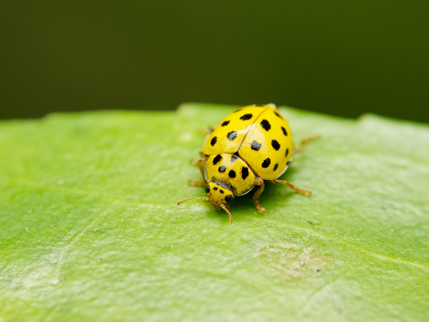Psyllobora vigintiduopunctata - huszonkétpettyes katica