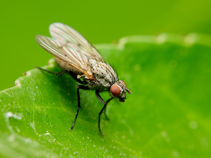 Anthomyia liturata