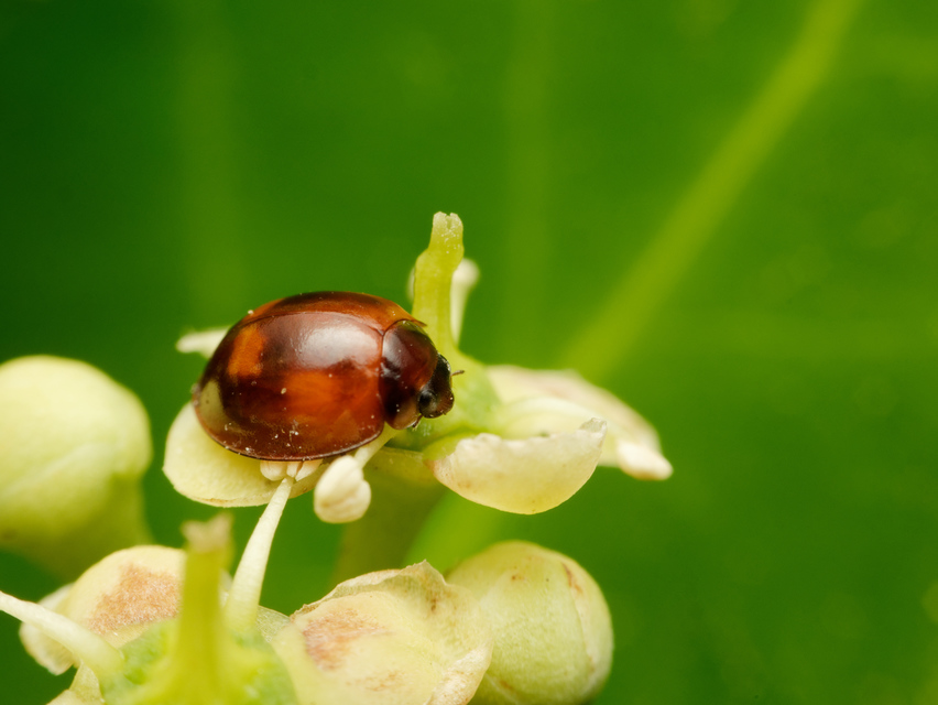 Exochomus quadripustulatus - négyfoltos szerecsenkata