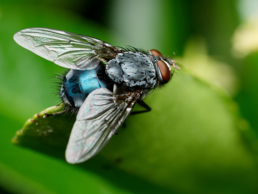 Calliphora