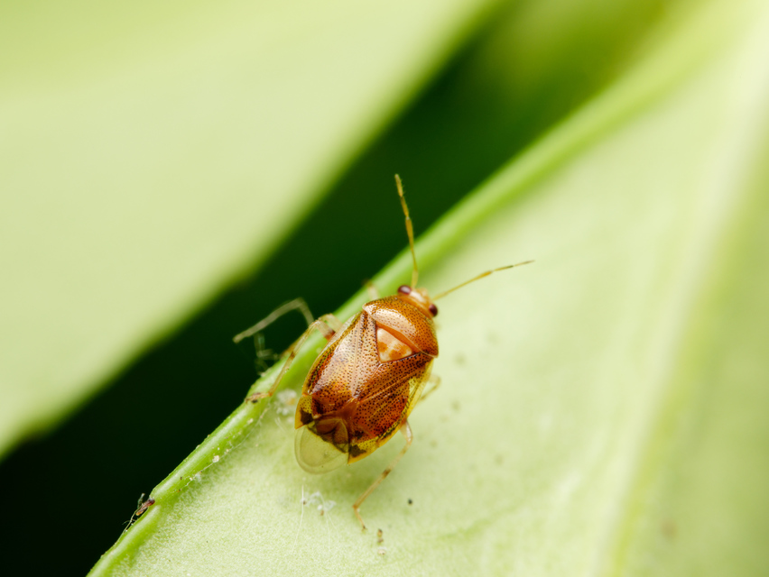 Deraeocoris lutescens - sárgás mezeipoloska