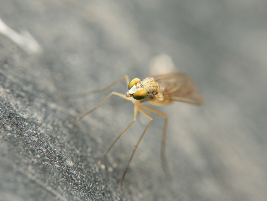 Sciapus