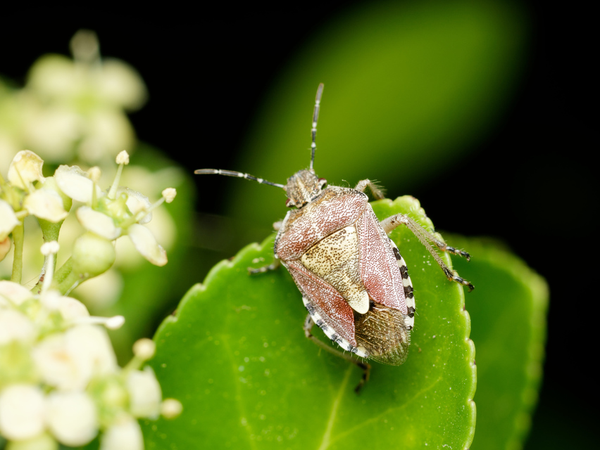 Dolycoris baccarum - közönséges bogyómászó-poloska