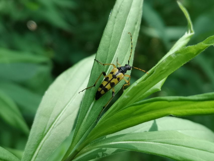 Rutpela maculata - tarkacsápú karcsúcincér