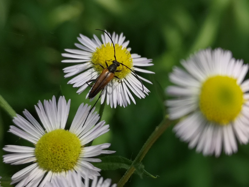 Stenurella melanura - feketevégű karcsúcincér