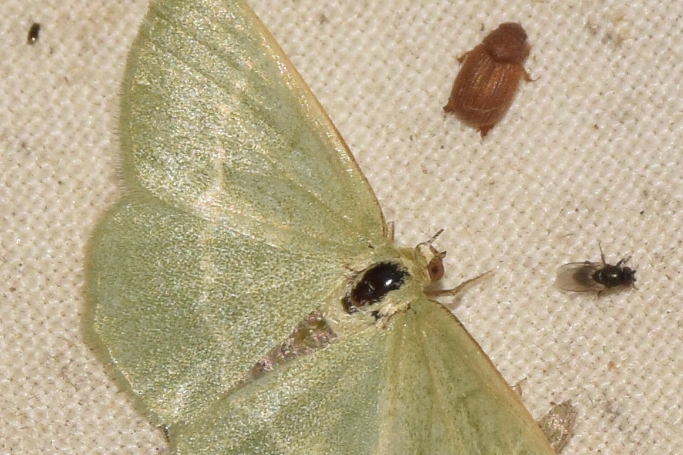 Chlorissa cloraria - sárgászöld araszoló