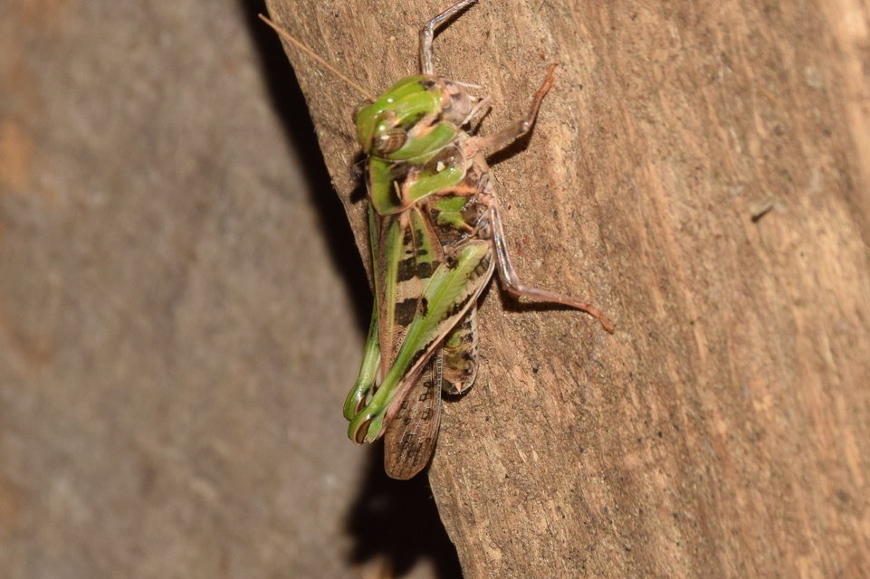 Oedaleus decorus - szalagos sáska