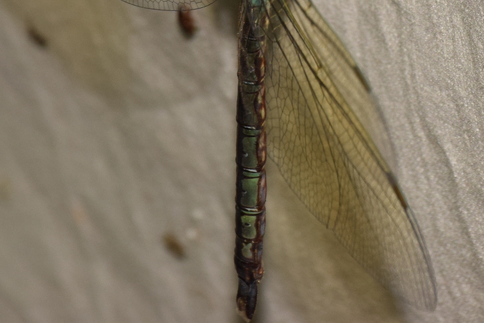 Anax parthenope - barna óriásacsa