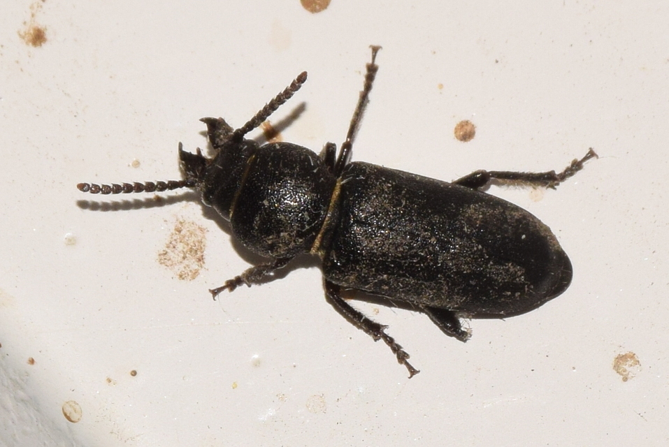 Spondylis buprestoides - erdei félcincér