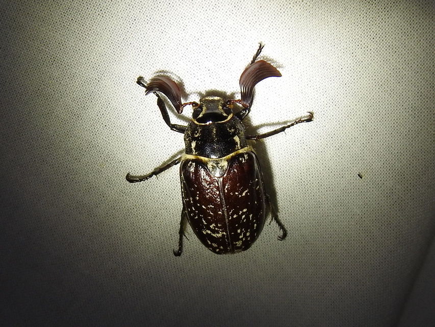 Polyphylla fullo - csapó cserebogár