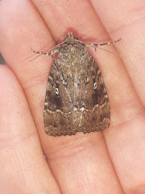 Amphipyra pyramidea - fahéjszínű bagoly