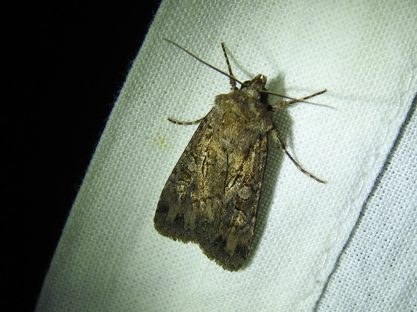 Euxoa tritici/nigrofusca/eruta