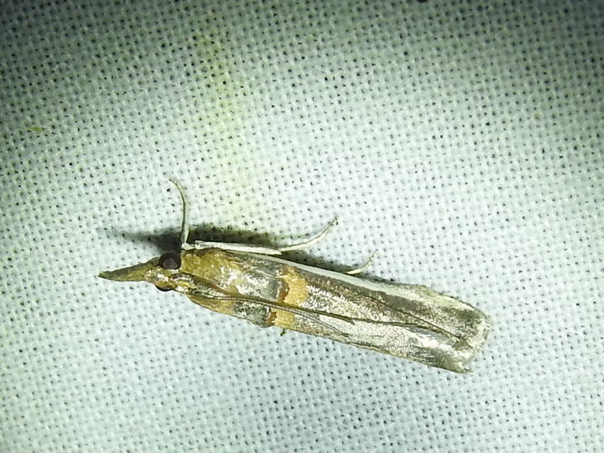 Etiella zinckenella - akácmoly