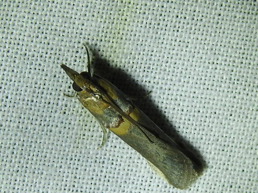 Etiella zinckenella - akácmoly