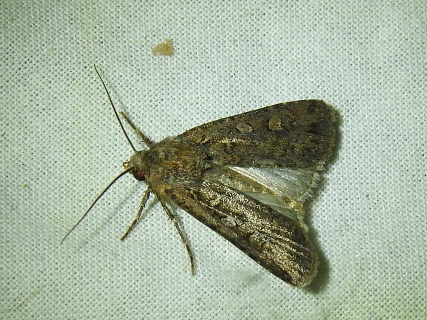 Euxoa tritici/nigrofusca/eruta