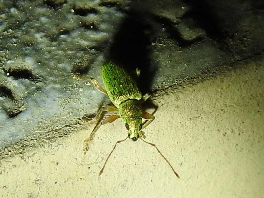 Polydrusus crinipes - mediterrán lombormányos