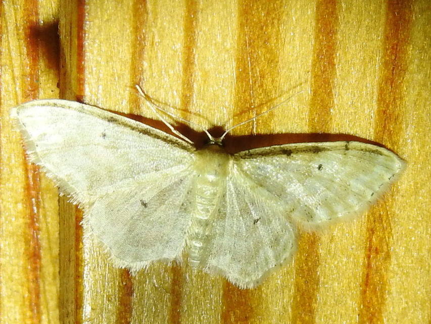 Idaea fuscovenosa - szürkeszélű apróaraszoló