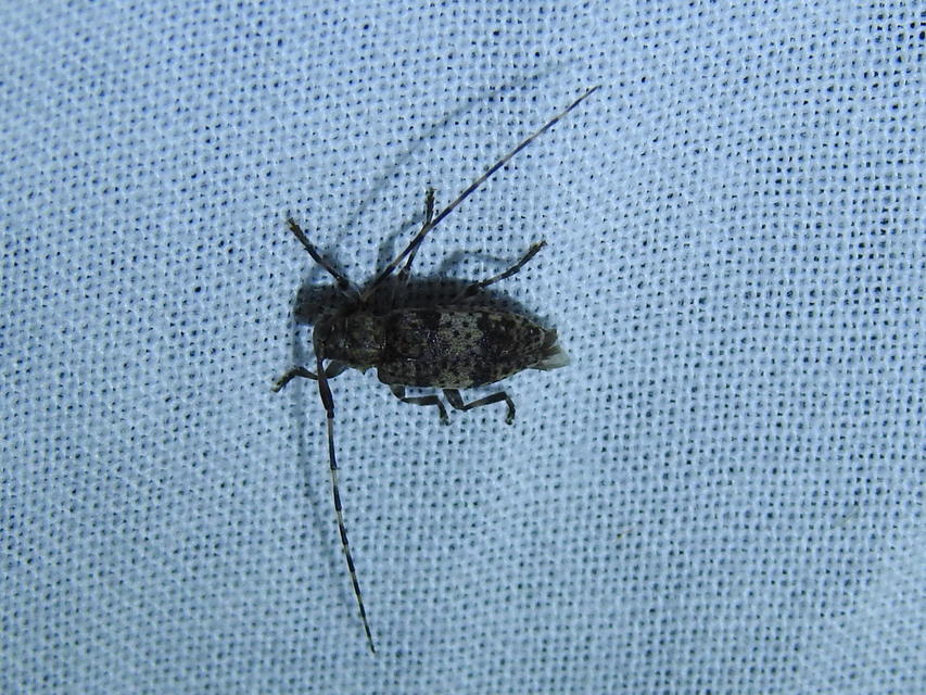 Acanthocinus griseus - szürke daliáscincér