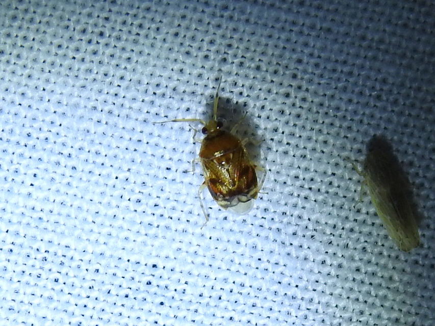 Deraeocoris lutescens - sárgás mezeipoloska