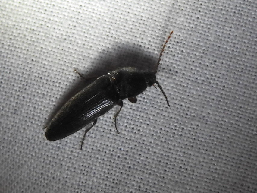 Melanotus
