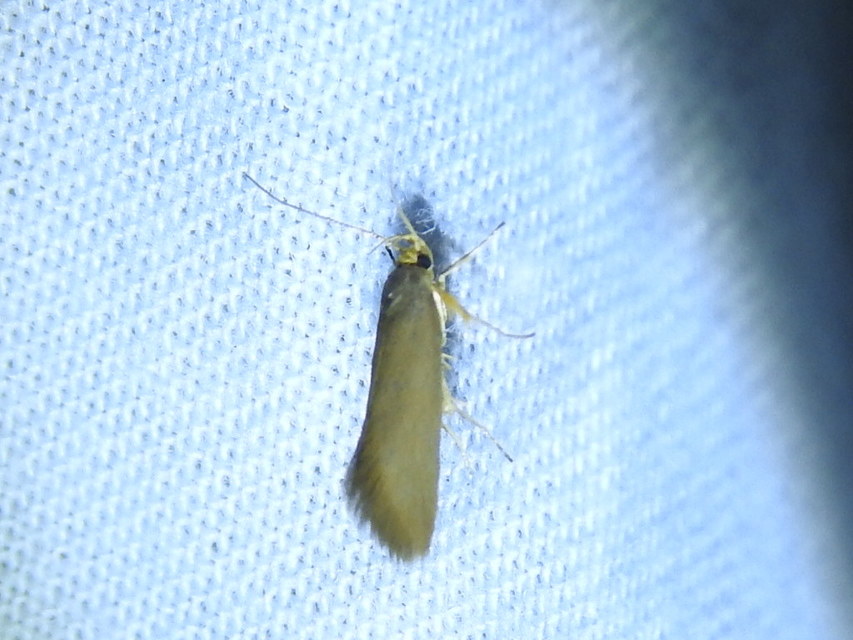 Crassa tinctella/unitella