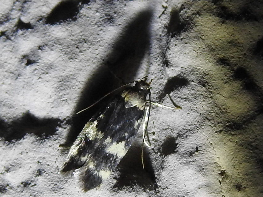 Autostichidae - avarmolyfélék