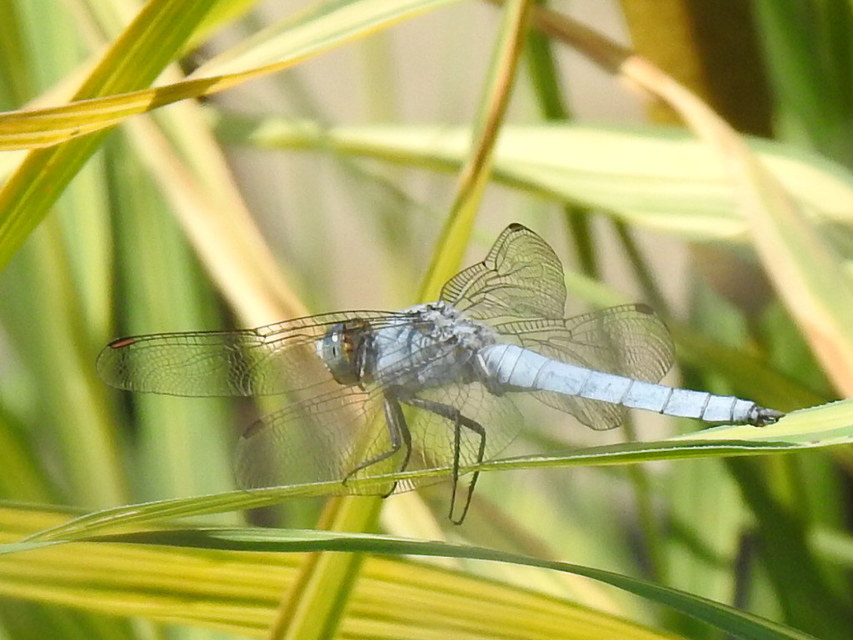 Orthetrum brunneum - pataki pásztorszitakötő