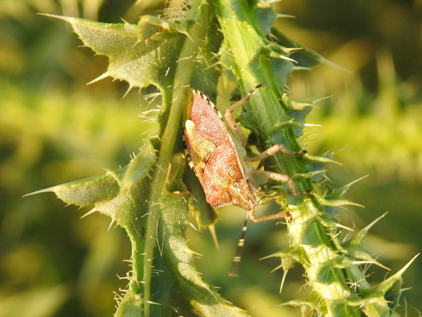 Dolycoris baccarum - közönséges bogyómászó-poloska
