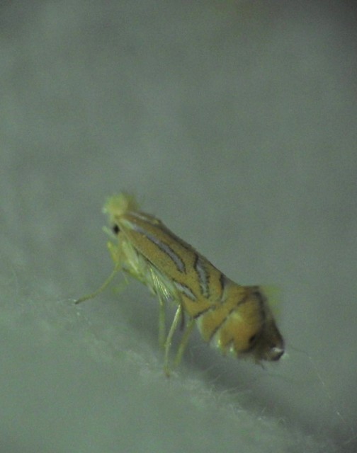 Phyllonorycter platani - platánlevél-sátorosmoly