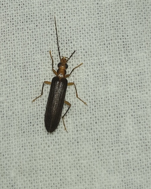 Nacerdes carniolica - karnóliai álcincér