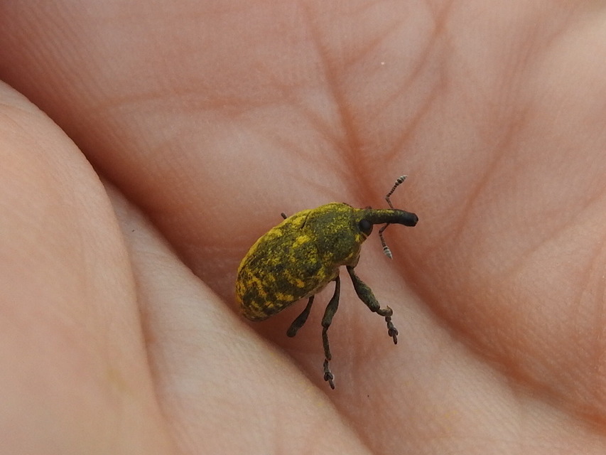 Larinus sturnus - aszat-púderbarkó
