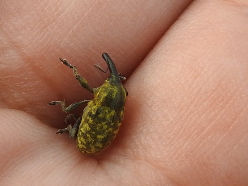 Larinus sturnus - aszat-púderbarkó