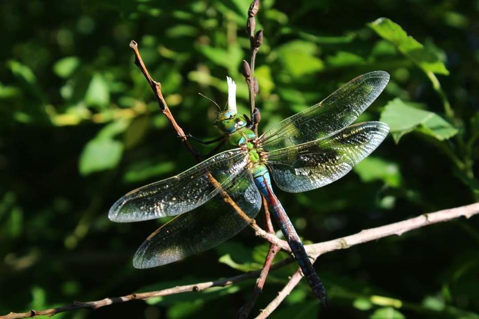 Anax imperator - zöld óriásacsa