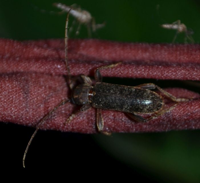 Trichoferus campestris - szállóvendég éjicincér
