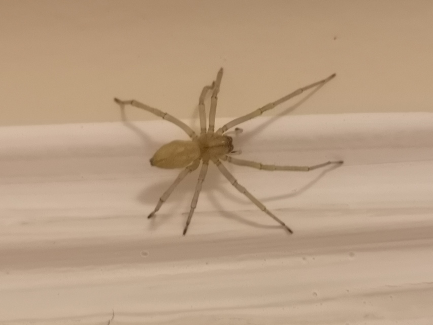 Cheiracanthium mildei - sárga dajkapók