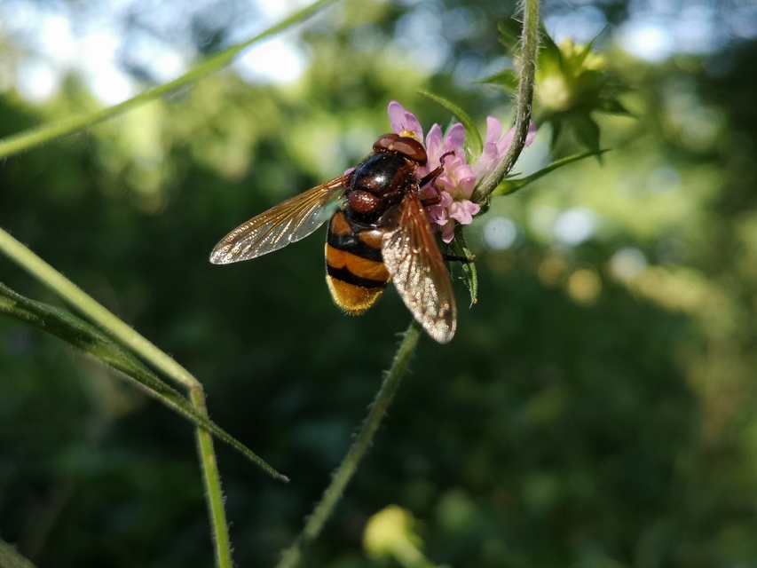 Volucella zonaria - kétöves pihelégy