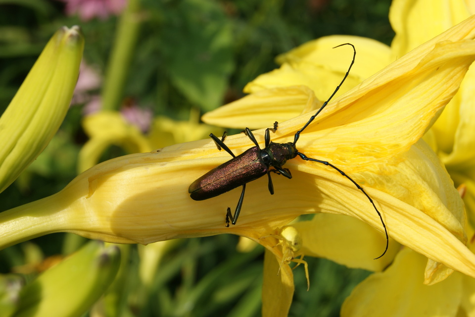 Aromia moschata - pézsmacincér