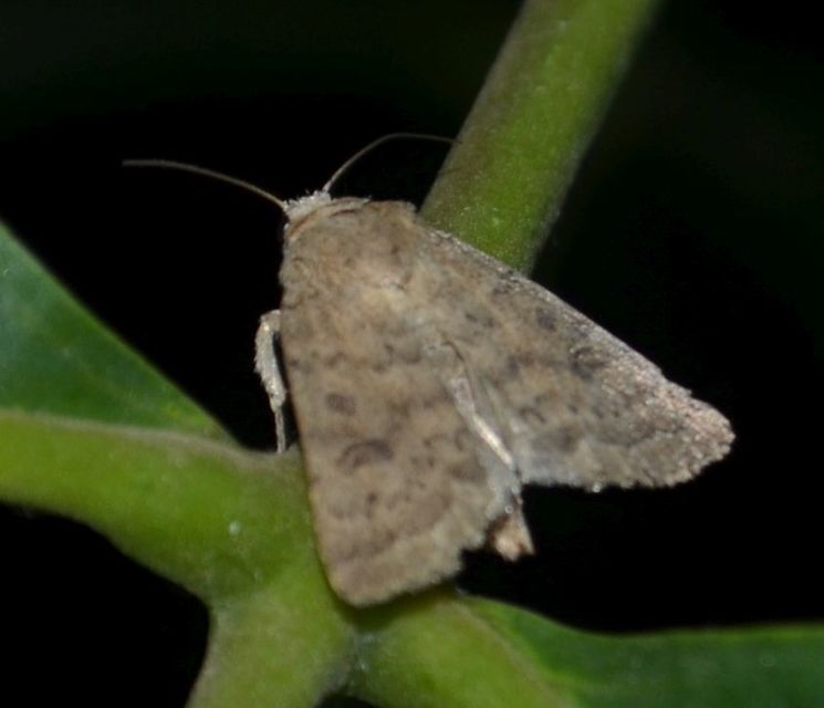 Hoplodrina octogenaria - barna selymesbagoly