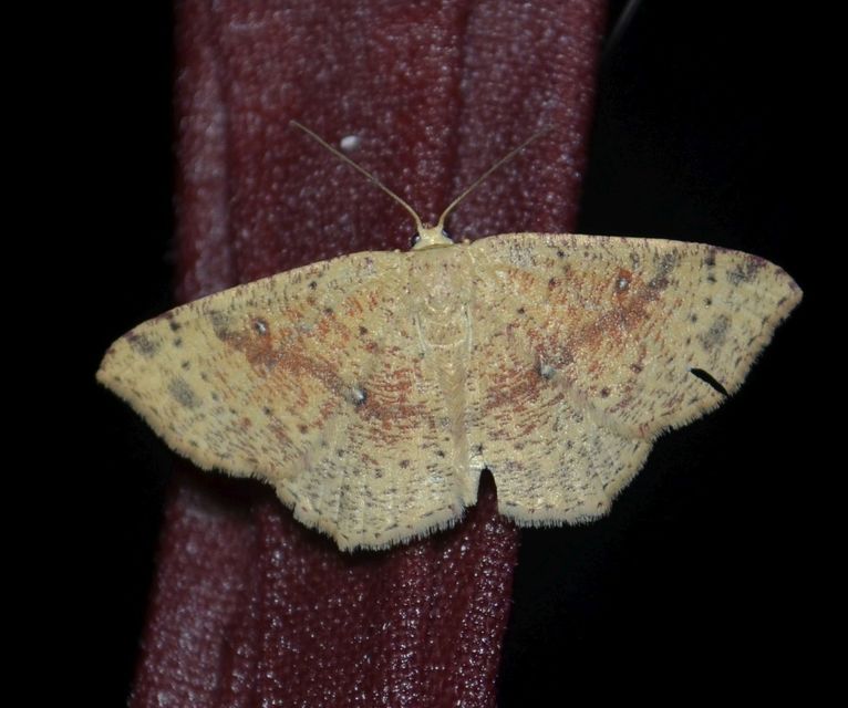 Cyclophora porata - körös pettyesaraszoló