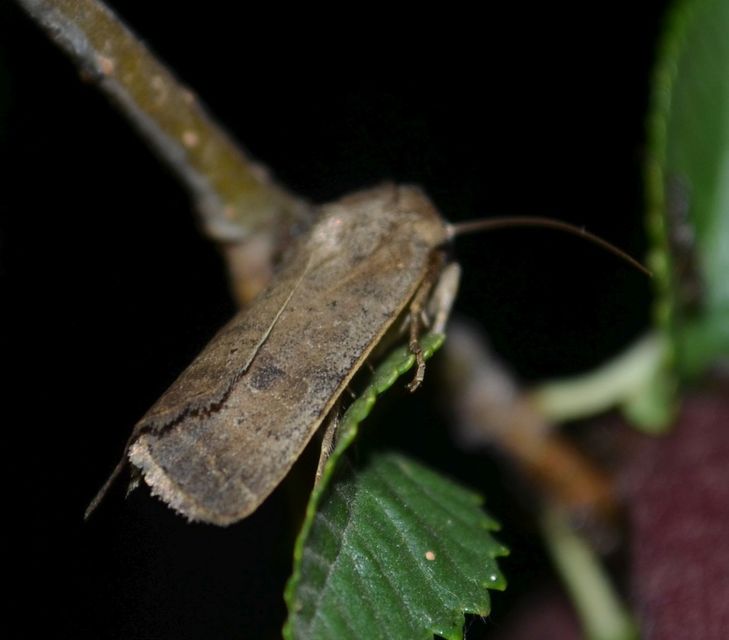 Hoplodrina octogenaria - barna selymesbagoly