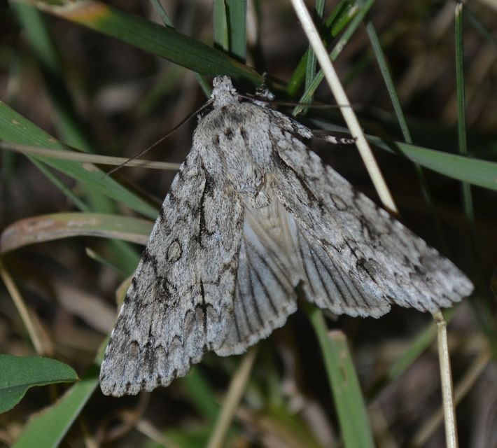 Acronicta aceris - vadgesztenye-szigonyosbagoly