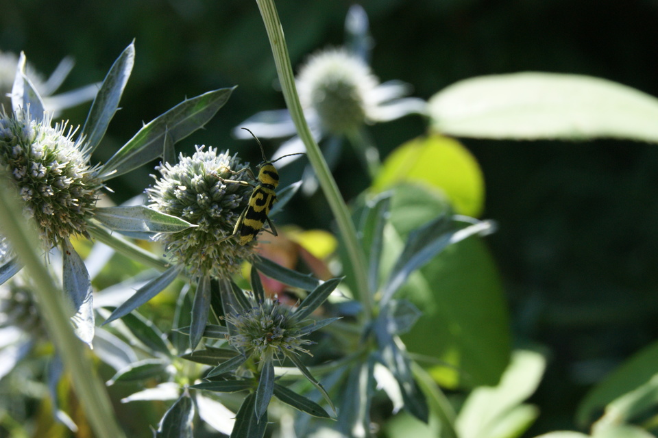 Chlorophorus varius - díszes darázscincér