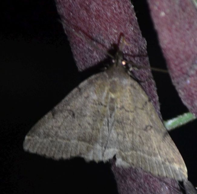 Zanclognatha zelleralis - okkerbarna karcsúbagoly