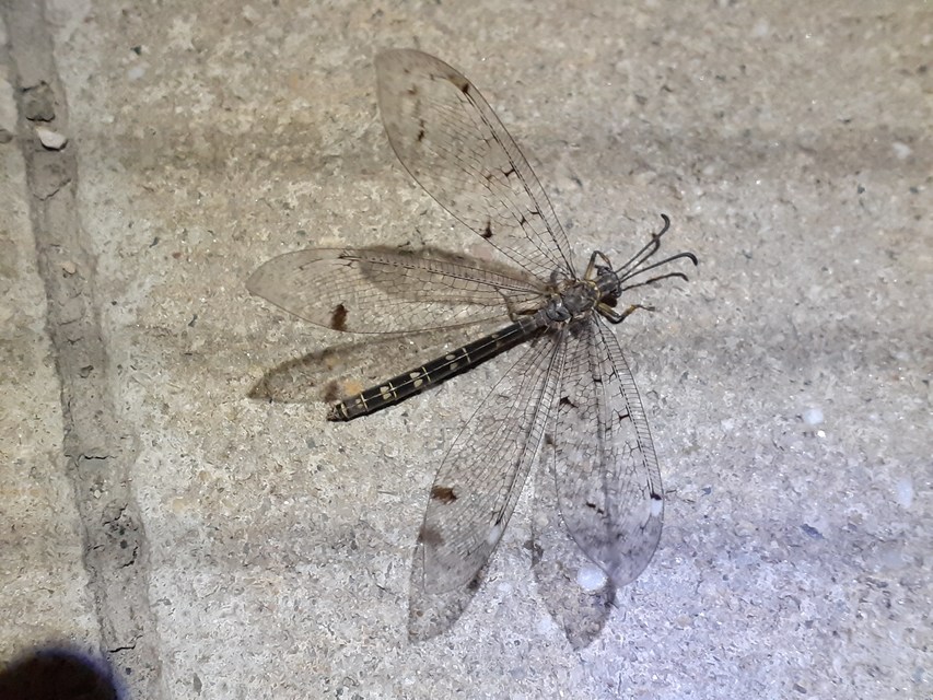 Distoleon tetragrammicus - négyfoltos hangyaleső