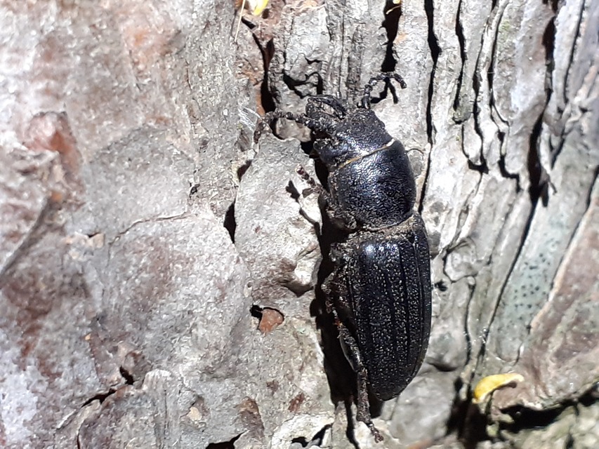 Spondylis buprestoides - erdei félcincér