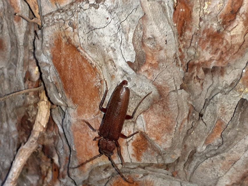 Arhopalus rusticus - gödrösnyakú cincér