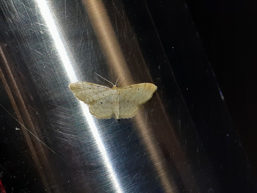 Idaea fuscovenosa - szürkeszélű apróaraszoló
