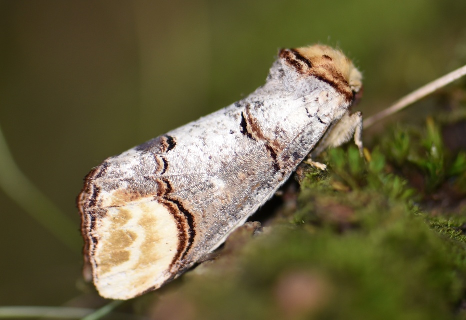 Phalera bucephala - sárgafoltos púposszövő