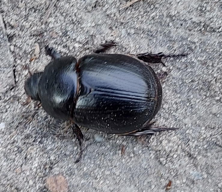 Pentodon idiota - butabogár