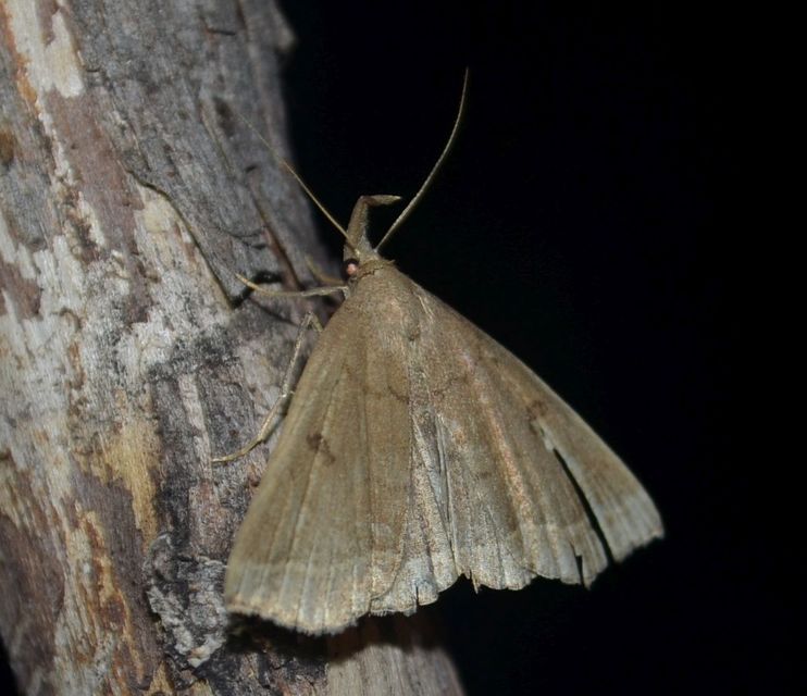 Pechipogo plumigeralis - tollascsápú karcsúbagoly